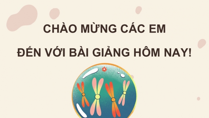 Giáo án điện tử KHTN 9 kết nối - Phân môn Sinh học Bài 44: Nhiễm sắc thể giới tính và cơ chế các định giới tính