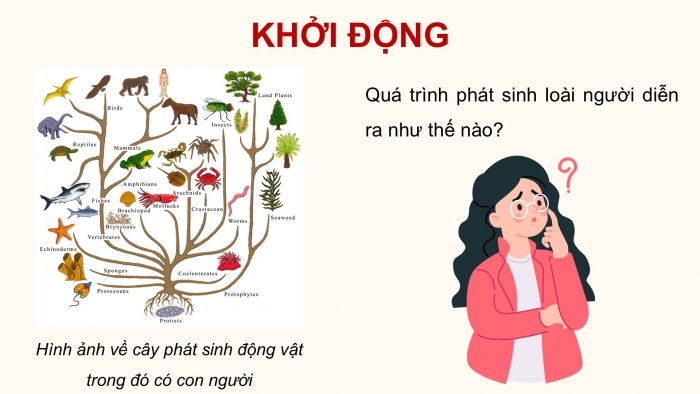 Giáo án điện tử Sinh học 12 kết nối Bài 22: Tiến hoá lớn và quá trình phát sinh chủng loại