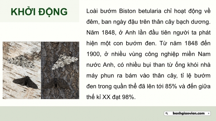 Giáo án điện tử Sinh học 12 chân trời Bài 17: Thuyết tiến hoá tổng hợp hiện đại