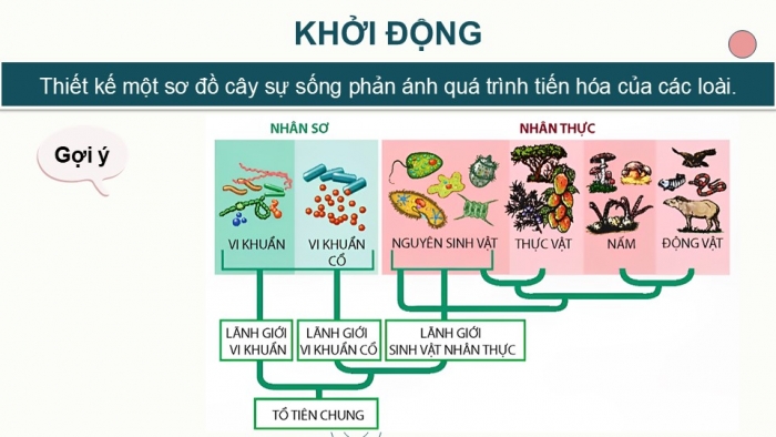 Giáo án điện tử Sinh học 12 chân trời Bài Ôn tập Chương 4