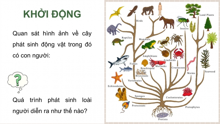 Giáo án điện tử Sinh học 12 chân trời Bài 19: Sự phát triển sự sống