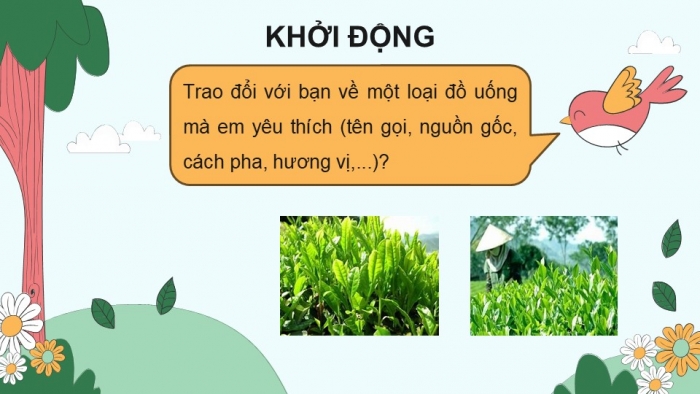 Giáo án điện tử Tiếng Việt 5 kết nối Bài 10: Những búp chè trên cây cổ thụ