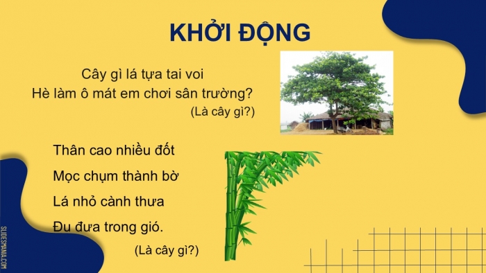 Giáo án điện tử Tiếng Việt 2 chân trời Bài 1: Đọc Cây nhút nhát