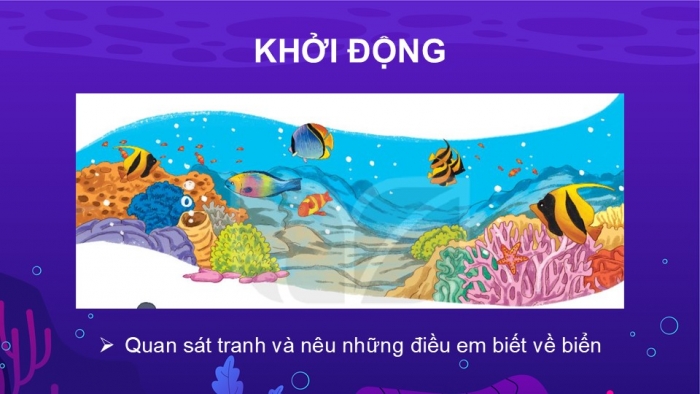 Giáo án điện tử Tiếng Việt 2 kết nối Bài 28: Khám phá đáy biển ở Trường Sa