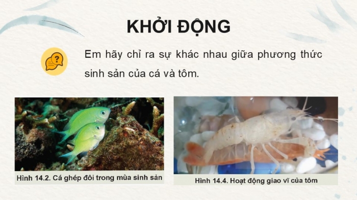 Giáo án điện tử Công nghệ 12 Lâm nghiệp - Thủy sản Kết nối Bài ôn tập chương VI