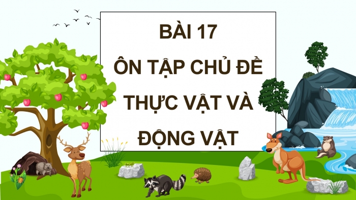 Giáo án điện tử Khoa học 5 chân trời Bài 17: Ôn tập chủ đề Thực vật và động vật