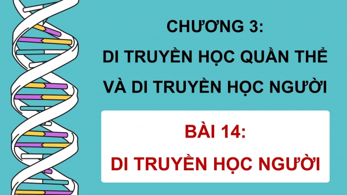 Giáo án điện tử Sinh học 12 chân trời Bài 14: Di truyền học người