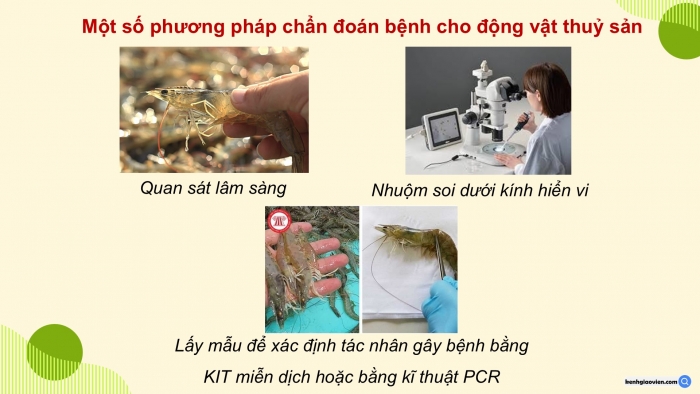 Giáo án điện tử chuyên đề Công nghệ 12 Lâm nghiệp Thuỷ sản Cánh diều Bài 8: Ứng dụng công nghệ sinh học trong chẩn đoán bệnh và sản xuất vaccine phòng bệnh thuỷ sản