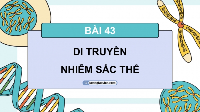 Giáo án điện tử KHTN 9 chân trời - Phân môn Sinh học Bài 43: Di truyền nhiễm sắc thể