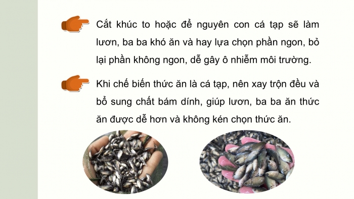 Giáo án điện tử Công nghệ 12 Lâm nghiệp - Thủy sản Kết nối Bài ôn tập chương VII