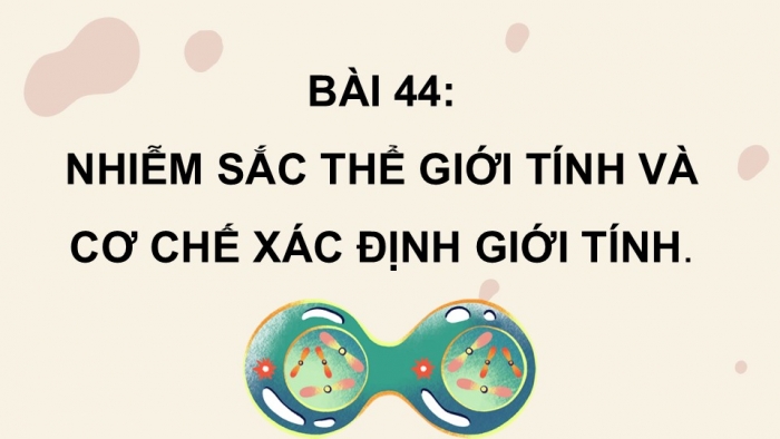 Giáo án điện tử KHTN 9 kết nối - Phân môn Sinh học Bài 44: Nhiễm sắc thể giới tính và cơ chế các định giới tính