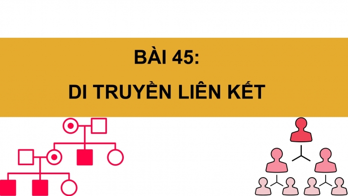 Giáo án điện tử KHTN 9 kết nối - Phân môn Sinh học Bài 45: Di truyền liên kết