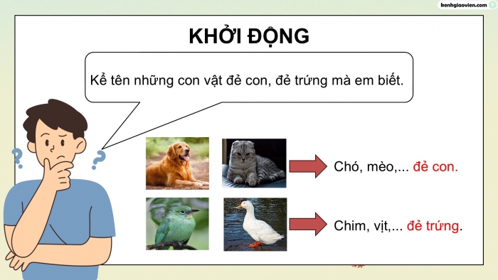 Giáo án điện tử Khoa học 5 kết nối Bài 15: Sinh sản của động vật