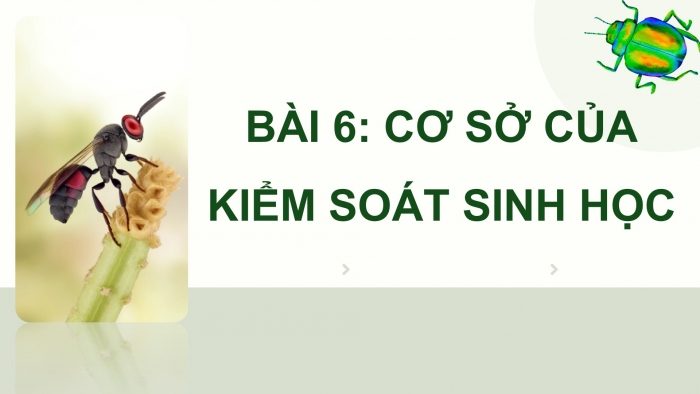 Giáo án điện tử chuyên đề Sinh học 12 cánh diều Bài 6: Cơ sở của kiểm soát sinh học