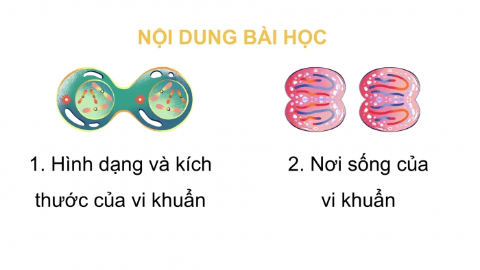 Giáo án điện tử Khoa học 5 chân trời Bài 18: Vi khuẩn quanh ta