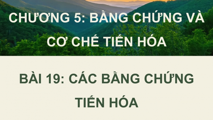 Giáo án điện tử Sinh học 12 kết nối Bài 19: Các bằng chứng tiến hoá