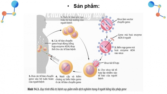 Giáo án điện tử Sinh học 12 chân trời Bài Ôn tập Chương 3