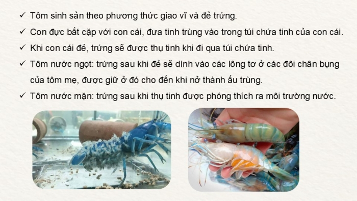 Giáo án điện tử Công nghệ 12 Lâm nghiệp - Thủy sản Kết nối Bài ôn tập chương VI