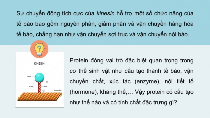 Giáo án điện tử KHTN 9 chân trời - Phân môn Hoá học Bài 29: Protein