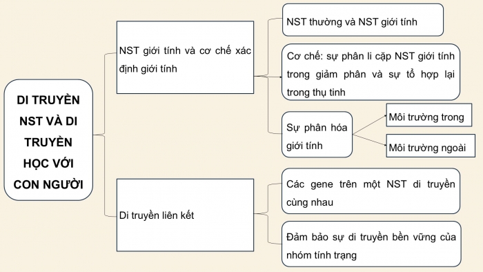 Giáo án điện tử KHTN 9 kết nối - Phân môn Sinh học Bài Ôn tập giữa học kì 2