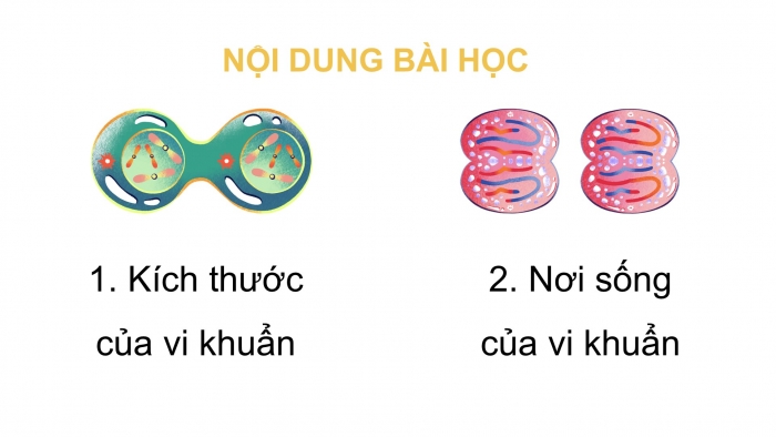 Giáo án điện tử Khoa học 5 kết nối Bài 18: Vi khuẩn xung quanh chúng ta