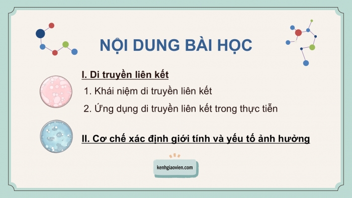 Giáo án điện tử KHTN 9 cánh diều - Phân môn Sinh học Bài 39: Di truyền liên kết và cơ chế xác định giới tính