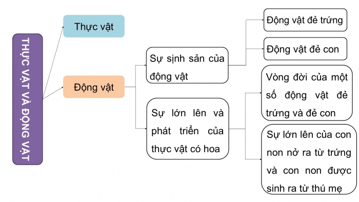 Giáo án điện tử Khoa học 5 chân trời Bài 17: Ôn tập chủ đề Thực vật và động vật