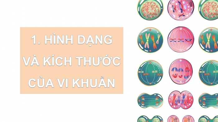 Giáo án điện tử Khoa học 5 chân trời Bài 18: Vi khuẩn quanh ta