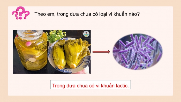 Giáo án điện tử Khoa học 5 chân trời Bài 19: Vi khuẩn có ích trong chế biến thực phẩm