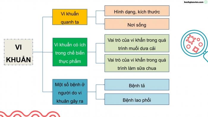 Giáo án điện tử Khoa học 5 chân trời Bài 21: Ôn tập chủ đề Vi khuẩn