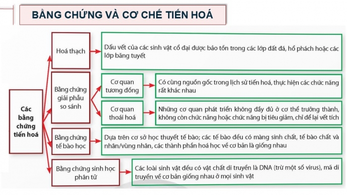 Giáo án điện tử Sinh học 12 chân trời Bài Ôn tập Chương 4