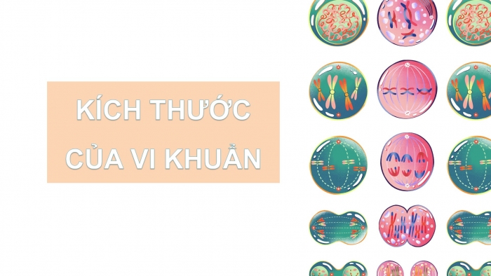 Giáo án điện tử Khoa học 5 kết nối Bài 18: Vi khuẩn xung quanh chúng ta