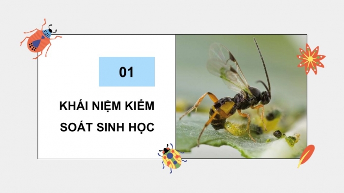 Giáo án điện tử chuyên đề Sinh học 12 cánh diều Bài 5: Khái niệm và vai trò của kiểm soát sinh học