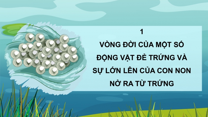 Giáo án điện tử Khoa học 5 chân trời Bài 16: Sự lớn lên và phát triển của động vật