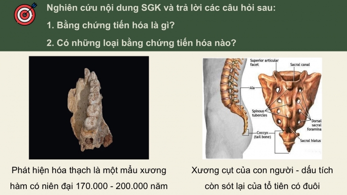 Giáo án điện tử Sinh học 12 kết nối Bài 19: Các bằng chứng tiến hoá