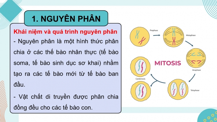 Giáo án điện tử KHTN 9 chân trời - Phân môn Sinh học Bài 43: Di truyền nhiễm sắc thể