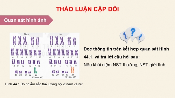 Giáo án điện tử KHTN 9 kết nối - Phân môn Sinh học Bài 44: Nhiễm sắc thể giới tính và cơ chế các định giới tính