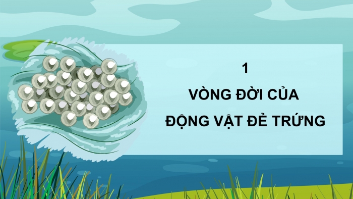 Giáo án điện tử Khoa học 5 kết nối Bài 16: Vòng đời và sự phát triển của động vật