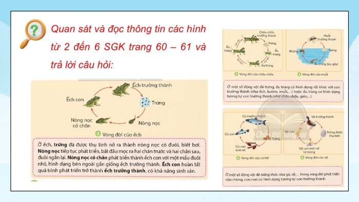 Giáo án điện tử Khoa học 5 chân trời Bài 16: Sự lớn lên và phát triển của động vật