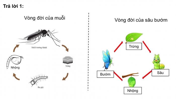 Giáo án điện tử Khoa học 5 chân trời Bài 17: Ôn tập chủ đề Thực vật và động vật