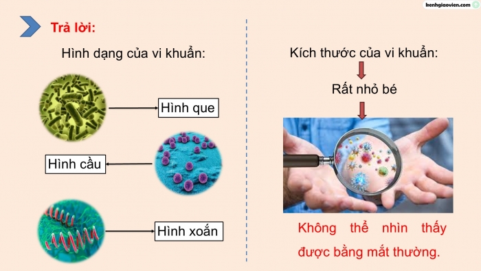 Giáo án điện tử Khoa học 5 chân trời Bài 18: Vi khuẩn quanh ta