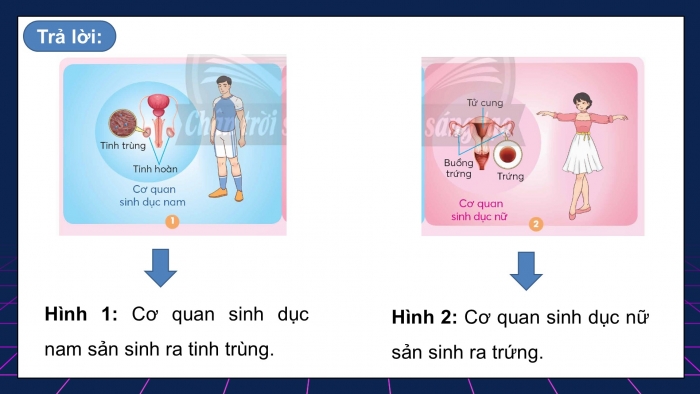 Giáo án điện tử Khoa học 5 chân trời Bài 22: Một số đặc điểm của nam và nữ