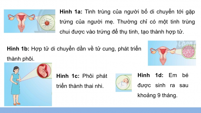 Giáo án điện tử Khoa học 5 chân trời Bài 23: Sự sinh sản ở người