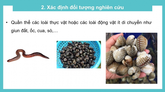 Giáo án điện tử Sinh học 12 kết nối Bài 25: Thực hành Xác định một số đặc trưng của quần thể