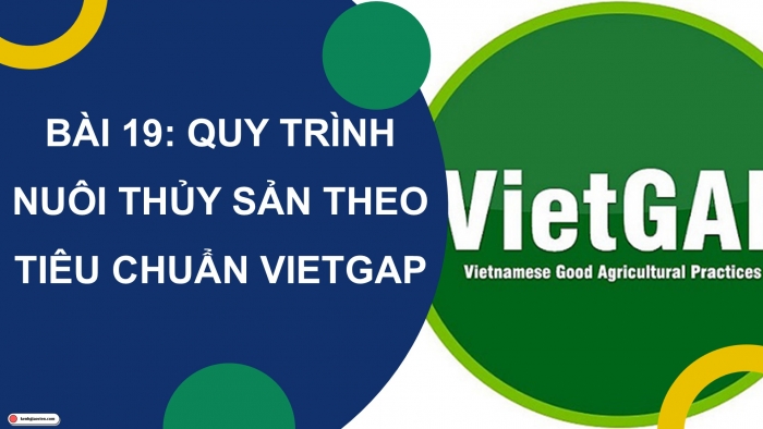 Giáo án điện tử Công nghệ 12 Lâm nghiệp Thủy sản Cánh diều Bài 19: Quy trình nuôi thủy sản theo tiêu chuẩn VietGAP