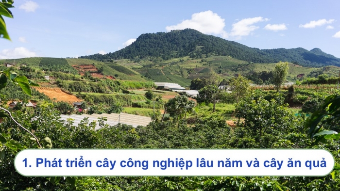 Giáo án điện tử Địa lí 9 chân trời Bài 17: Vùng Tây Nguyên (P2)