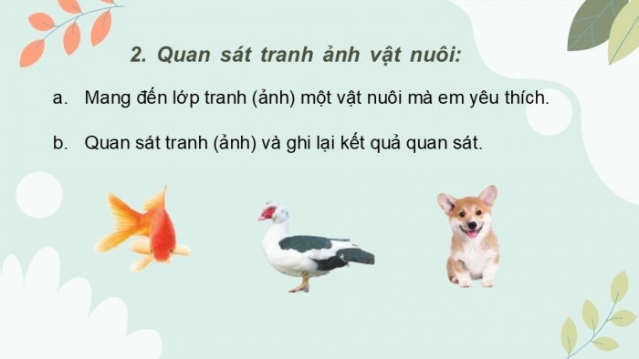 Giáo án điện tử Tiếng Việt 2 cánh diều Bài 19: Quan sát tranh ảnh vật nuôi