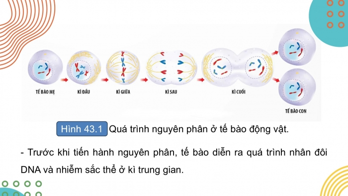 Giáo án điện tử KHTN 9 chân trời - Phân môn Sinh học Bài 43: Di truyền nhiễm sắc thể