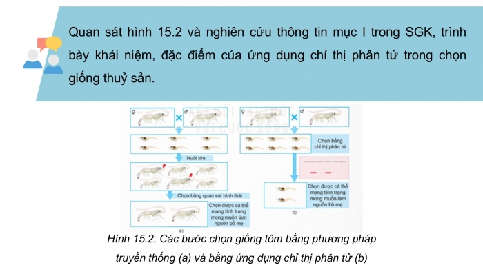 Giáo án điện tử Công nghệ 12 Lâm nghiệp - Thủy sản Kết nối Bài 15: Ứng dụng công nghệ sinh học trong chọn và nhân giống thủy sản