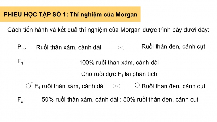 Giáo án điện tử KHTN 9 kết nối - Phân môn Sinh học Bài 45: Di truyền liên kết